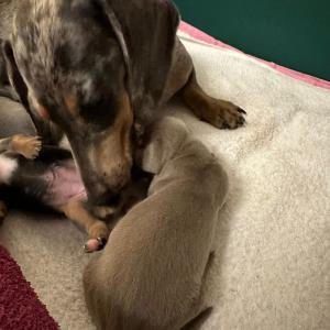 Ayko - bei seiner Mutter