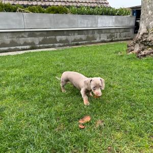 Ayko - bei uns auf dem Rasen am Spielen.