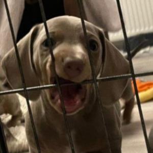 Ayko - ich will rein (als die Krippe gereinigt wird)