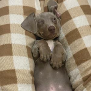 Ayko auf dem Rücken und am Blinzeln