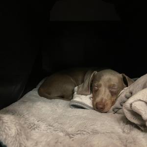 Ayko bei der Abholung1