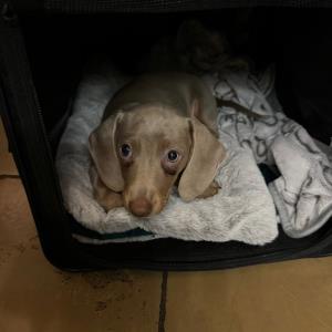 Ayko bei der Abholung3