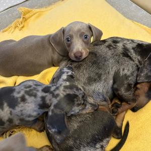 Ayko bei seiner Mutter Cookie