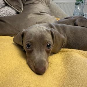 Ayko mit Dackelblick