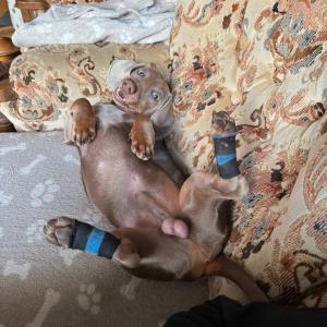 Ayko nach der Operation Wolfsklauen entfernen