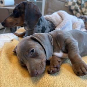 Ayko und Cookie eine Mutter