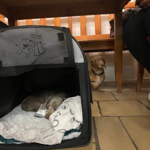 Ayko und Turbo - erstkontakt