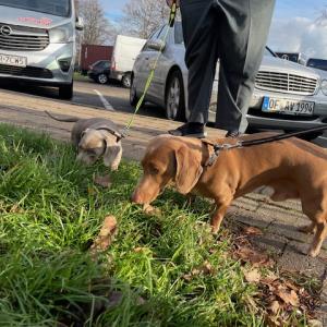 Ayko und Turbo @Heimreise