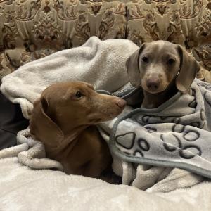 Ayko und Turbo auf dem Sofa