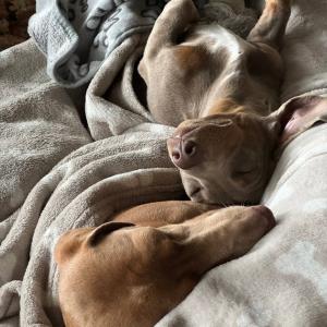 Ayko und Turbo auf dem Sofa2