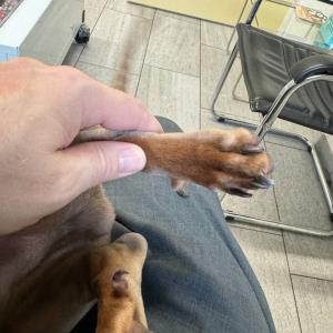 Ayko vor der Operation Wolfsklauen entfernen