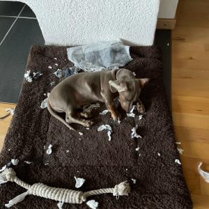 Ayko zerstört seine Pipimatte