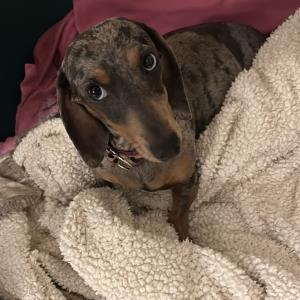 Cookie - Aykos Mutter