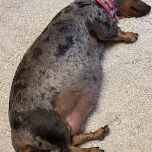 Cookie - Aykos Mutter - trächtig