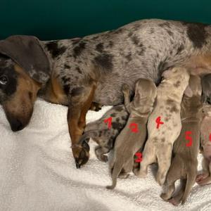 Cookie - mit ihren 7 - Ayko ist Nr. 5