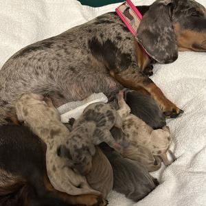 Cookie - mit ihren sieben