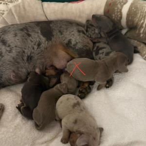 Cookie - mit ihren sieben - Ayko markiert