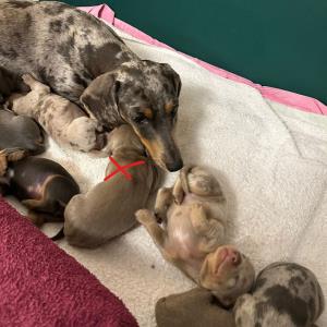 Cookie - mit ihren sieben - Ayko markiert (2)