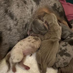 Cookie - mit ihren sieben - Ayko unten drunter