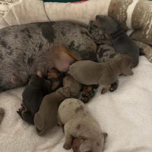 Cookie - mit ihren sieben 1 - 17.10.2023.