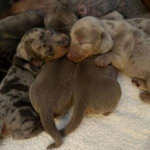 Cookie - mit ihren sieben 3 -21.10.2023.