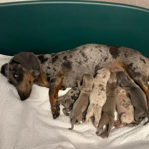 Cookie - mit ihren sieben0