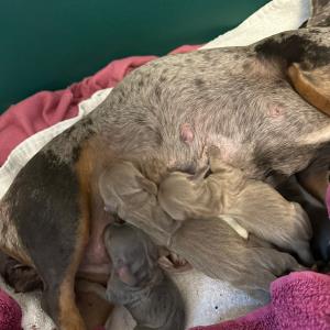 Cookie - mit ihren sieben1