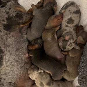 Cookie - mit ihren sieben10