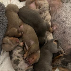 Cookie - mit ihren sieben11