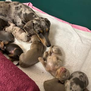 Cookie - mit ihren sieben12