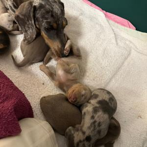 Cookie - mit ihren sieben13