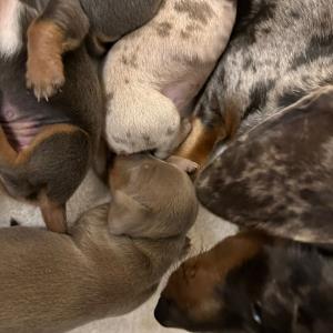 Cookie - mit ihren sieben14