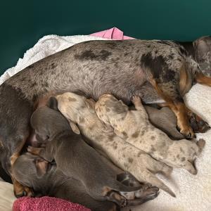 Cookie - mit ihren sieben15