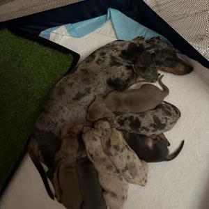 Cookie - mit ihren sieben16