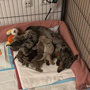 Cookie - mit ihren sieben17