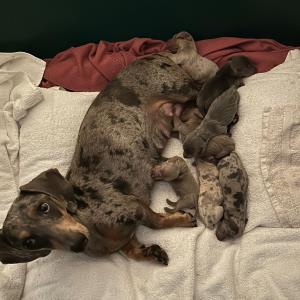 Cookie - mit ihren sieben2