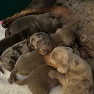 Cookie - mit ihren sieben6