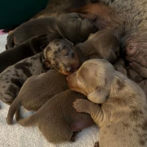 Cookie - mit ihren sieben8