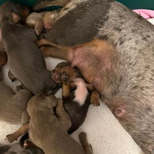 Cookie - mit ihren sieben9