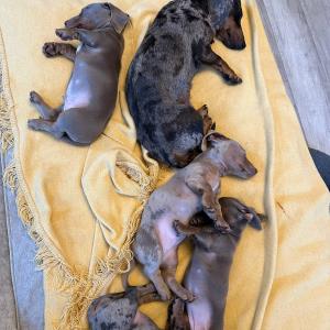 Cookie mit ihren sieben5