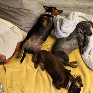 Cookie trächtig am ruhen 04.09.2023.