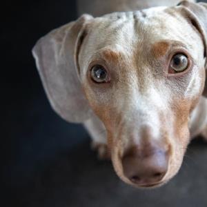 Otto - Papa von Ayko