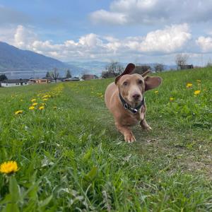 Turbo - Freilauf auf der Wiese in unserer nähe