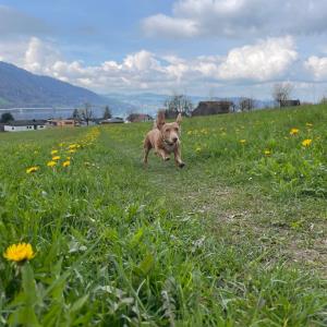 Turbo - Freilauf auf der Wiese in unserer nähe 2