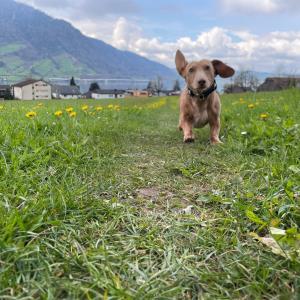 Turbo - Freilauf auf der Wiese in unserer nähe 3