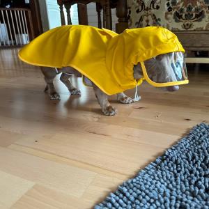 Turbo - auf der suche nach einem Regenschutz