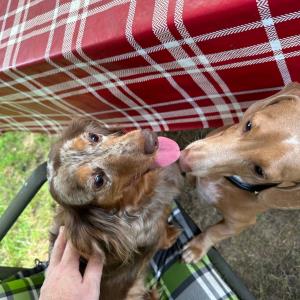 Turbo - bei seiner Mama in nähe Nürnberg