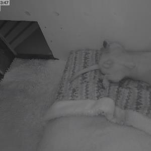 Turbo - beim schlafen in seiner Hundehütte