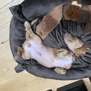 Turbo - geschafft er ist Müde