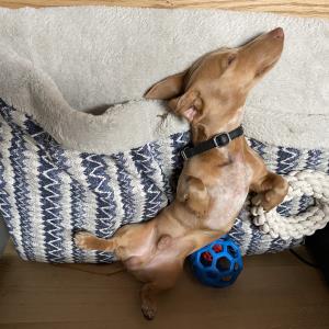Turbo im Buero am Schlafen